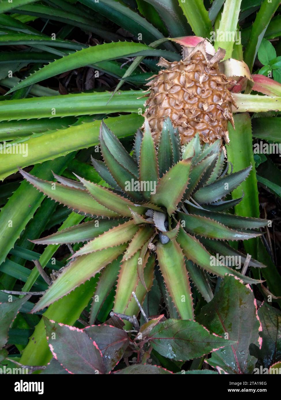 Natural close up fruiting plant portrait of succulent looking Ananas bracteatus, red pineapple. Stock Photo