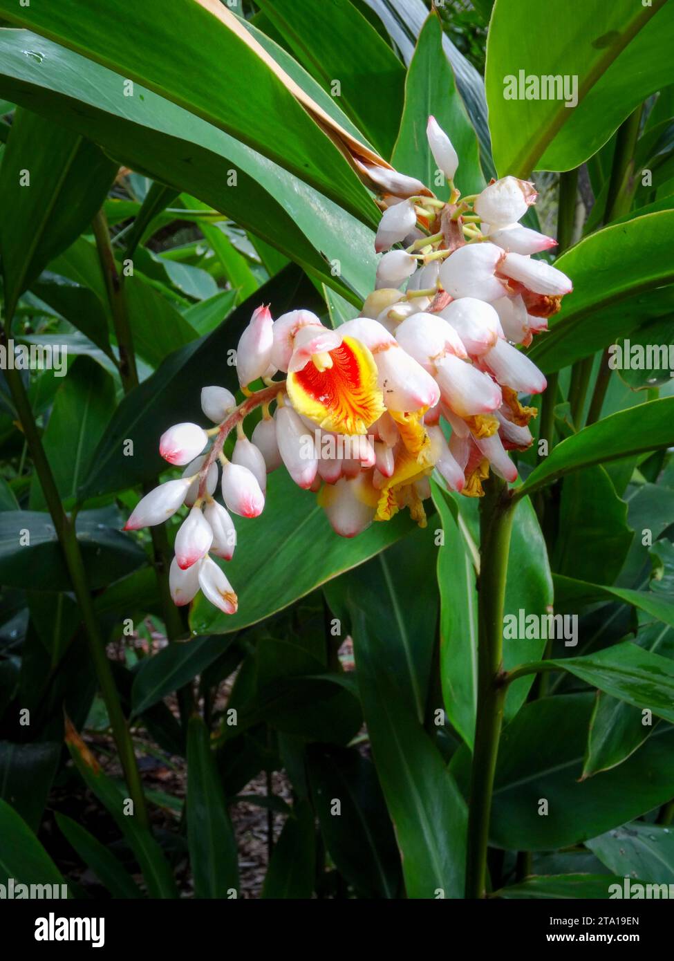 Natural close up flowering plant portrait of the stunning Pachira Aquatica, blooming. High resolution Stock Photo