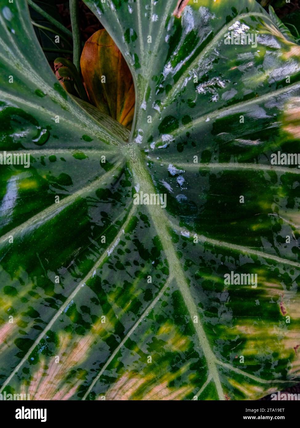 Macro semi abstract of large Philodendron Gloriosum ‘Andre’, leaf ...