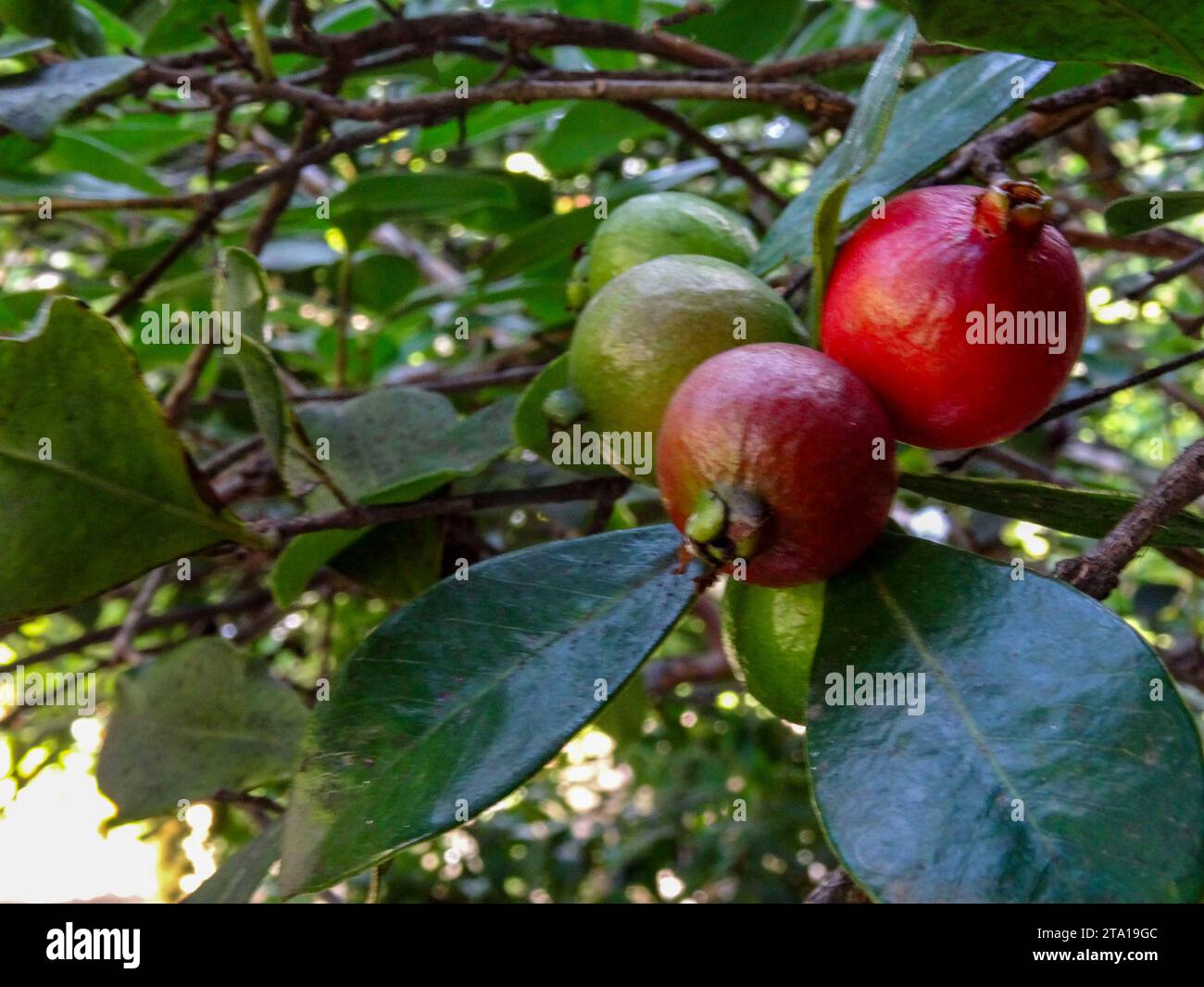 Natural close up fruit plant portrait of the deceptively aromatic and