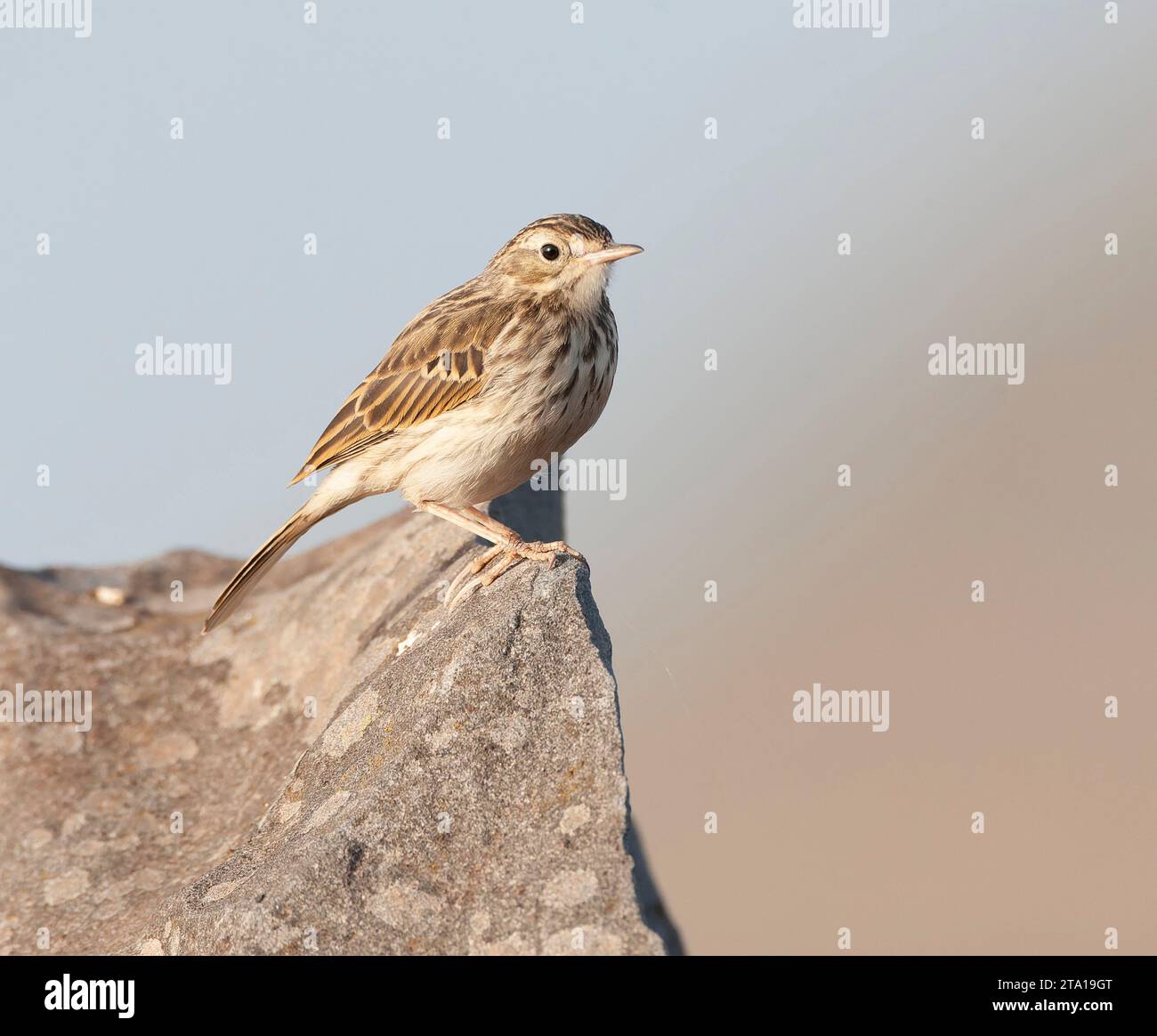 Berthelot's Pipit, Anthus berthelotii madeirensis, on Madeira. Stock Photo