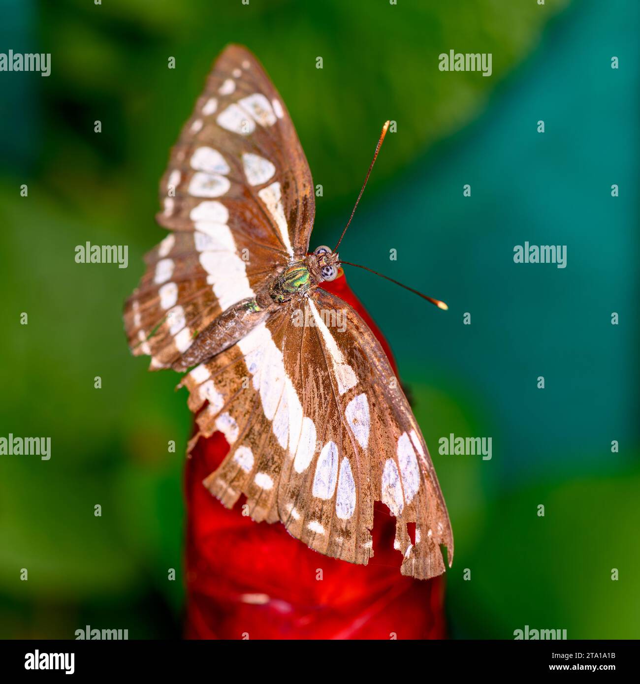 A close-up macro shot of a Common Sailor butterfly (Neptis Hylas) Stock Photo