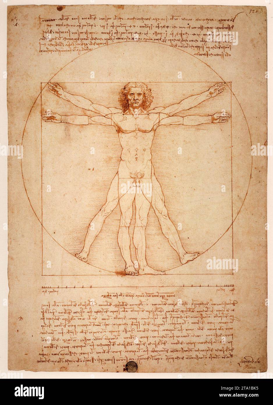 Leonardo Da Vinci drawing, The Vitruvian Man (c  1485) Stock Photo