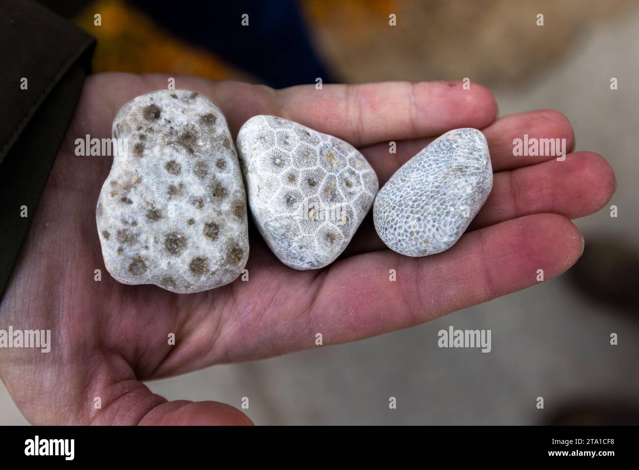 Petoskey stones were first found in Petoskey, Michigan. The stone, which consists of fossilized coral skeletons, can also be found on Charlevoix beach. When the stone is moistened, a honeycomb pattern becomes visible. Charlevoix and Petoskey stones can be found on Charlevoix beach, especially in strong winds and swells. Charlevoix, United States Stock Photo