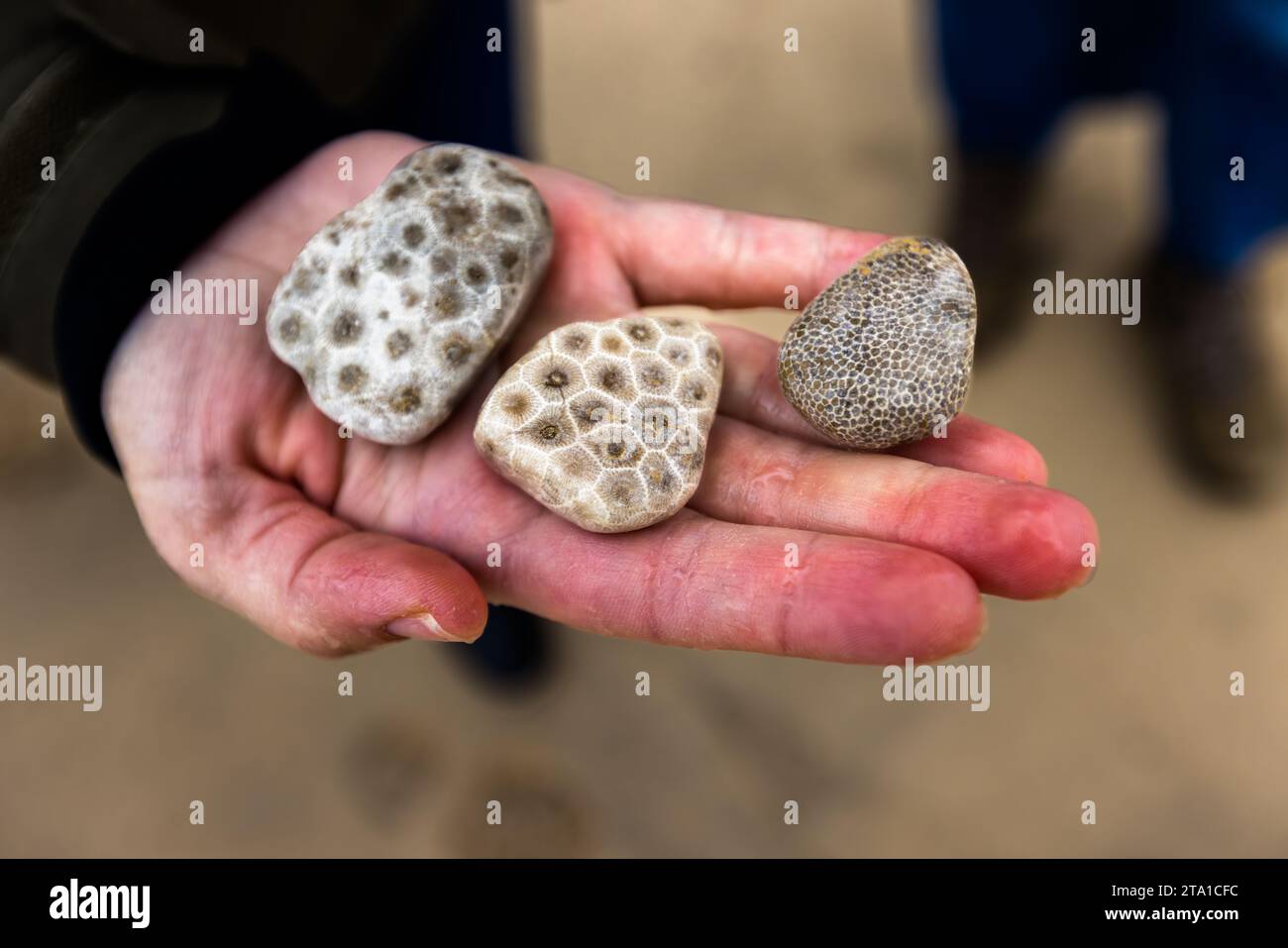 Petoskey stone is a stone that can be polished as a gemstone and consists of fossilized coral skeletons. Charlevoix and Petoskey stones can be found on Charlevoix beach, especially in strong winds and swells. Charlevoix, United States Stock Photo