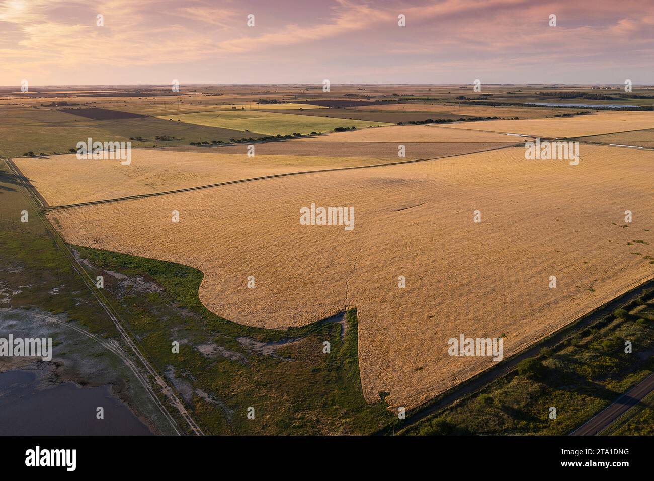 Wheat field ready to harvest, in the Pampas plain, La Pampa, Argentina ...