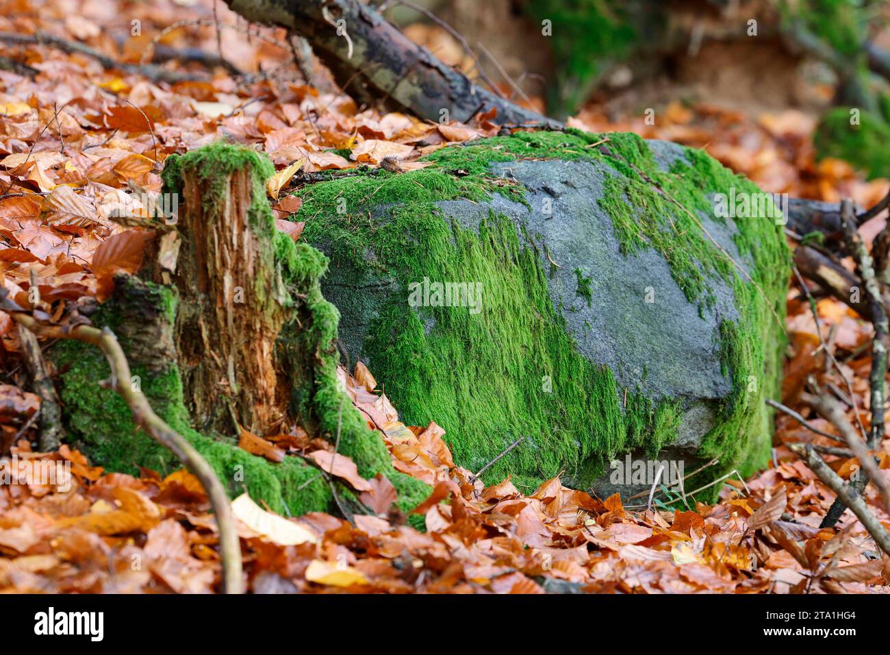 stein-auf-moos-hi-res-stock-photography-and-images-alamy