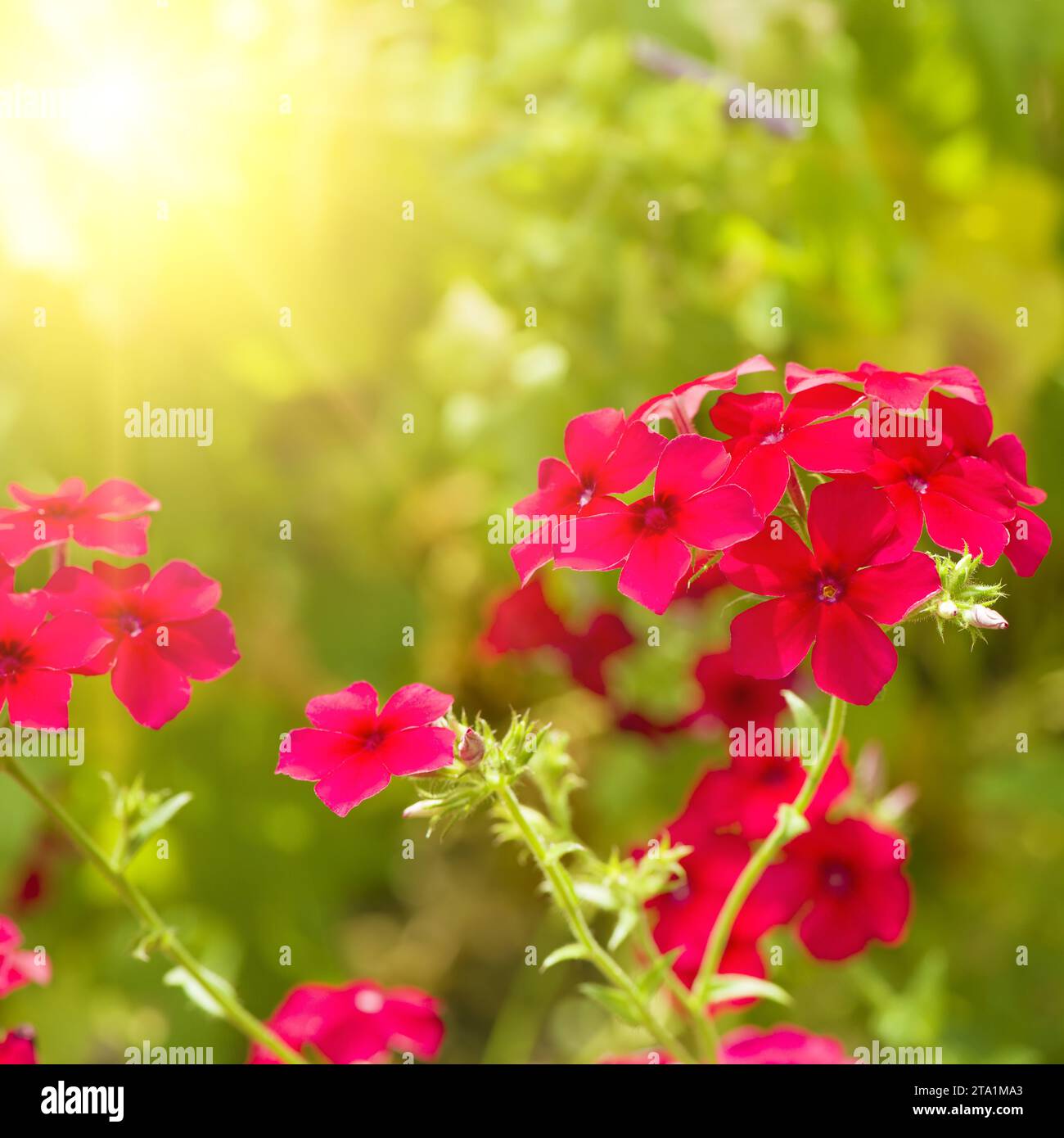 Bright phlox flowers against the background of a summer garden. Stock Photo