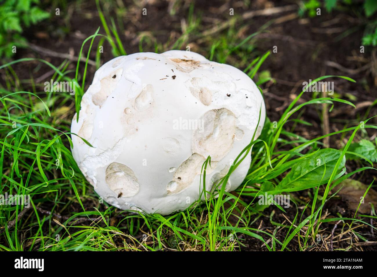 Giant Puffball (Calvatia gigantea) England,UK. Stock Photo