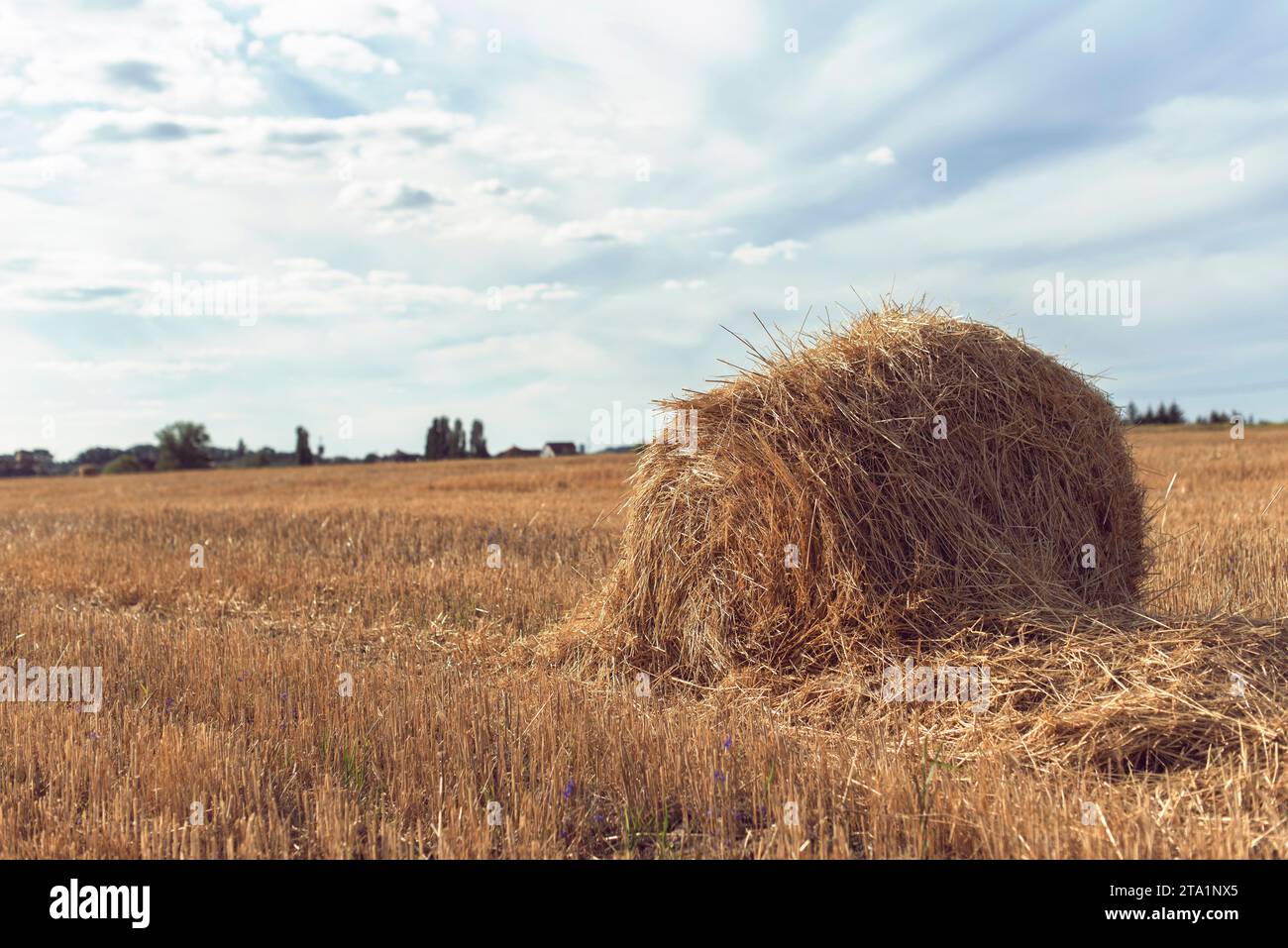 Harvesting wheat field in summer Stock Photo - Alamy