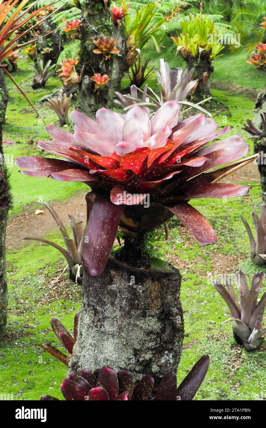 Le jardin de Balata est un jardin botanique privé  de Fort-de-France, route de Balata, Martinique, Antilles Stock Photo