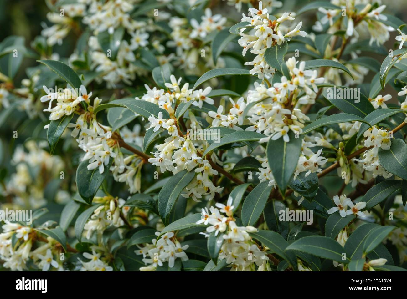 Osmanthus burkwoodii, Osmarea burkwoodii, Burkwood osmanthus, clusters of small white flowers in early spring / late winter Stock Photo