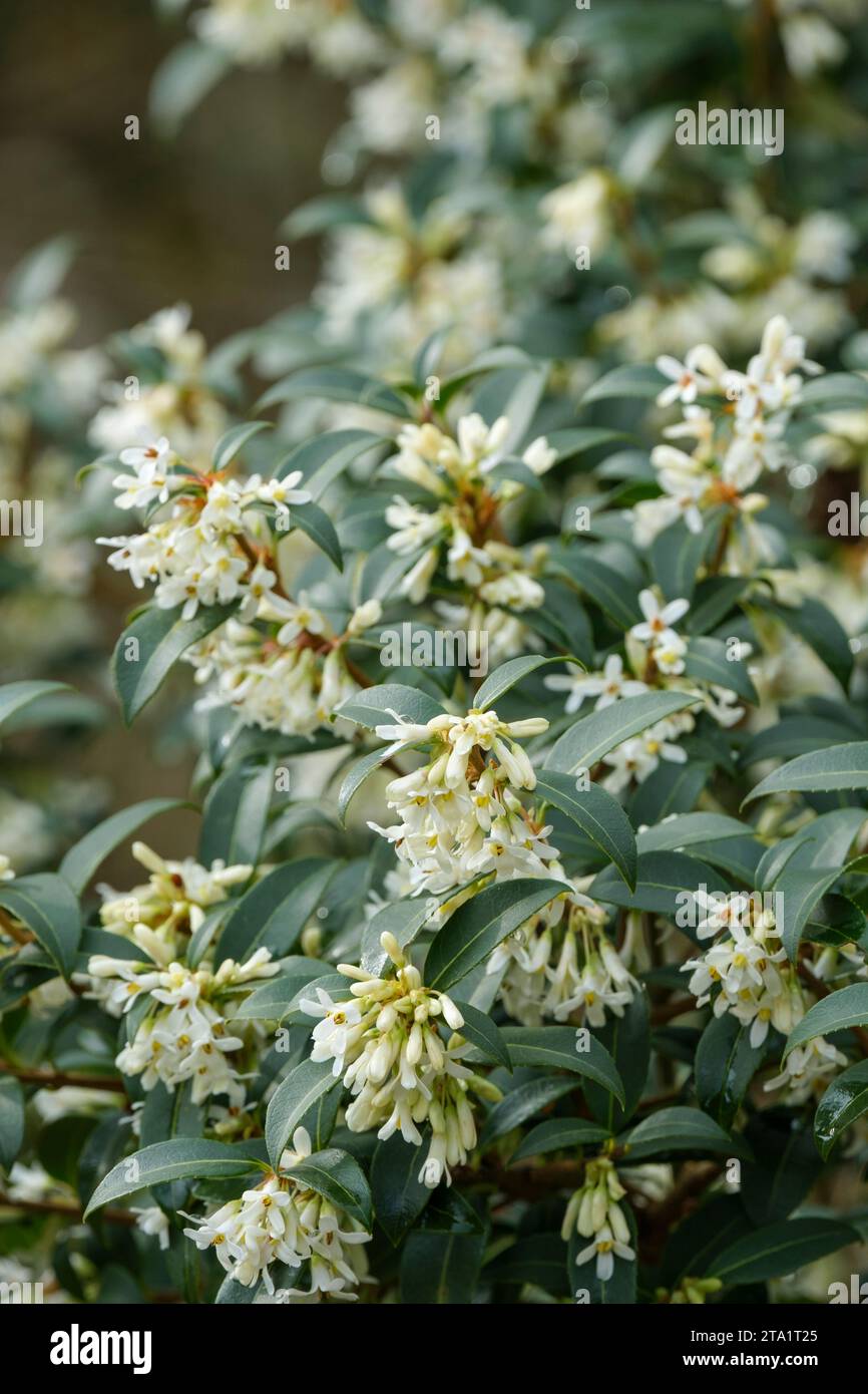 Osmanthus burkwoodii, Osmarea burkwoodii, Burkwood osmanthus, clusters of small white flowers in early spring / late winter Stock Photo