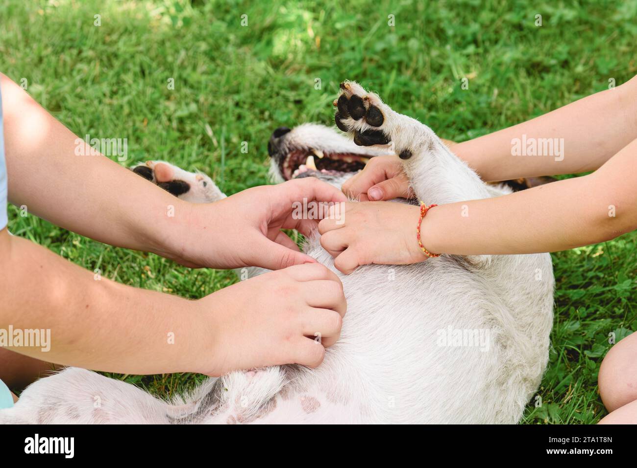 Two children rub belly of a dog wallowing on grass paws up Stock Photo
