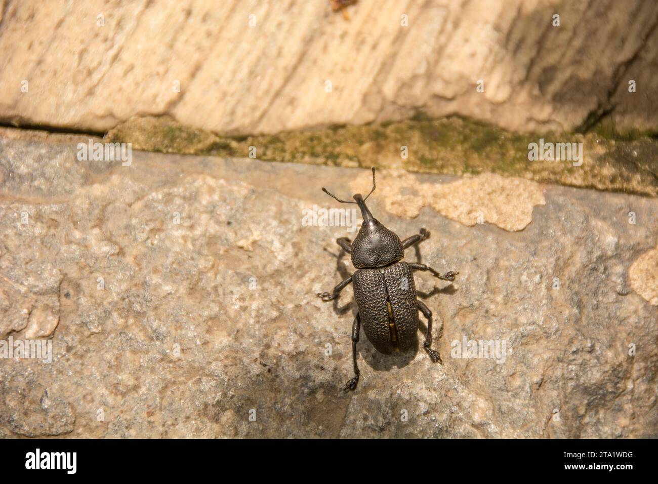 Close-up of a pointed beetle on the surface of a stone. Stock Photo