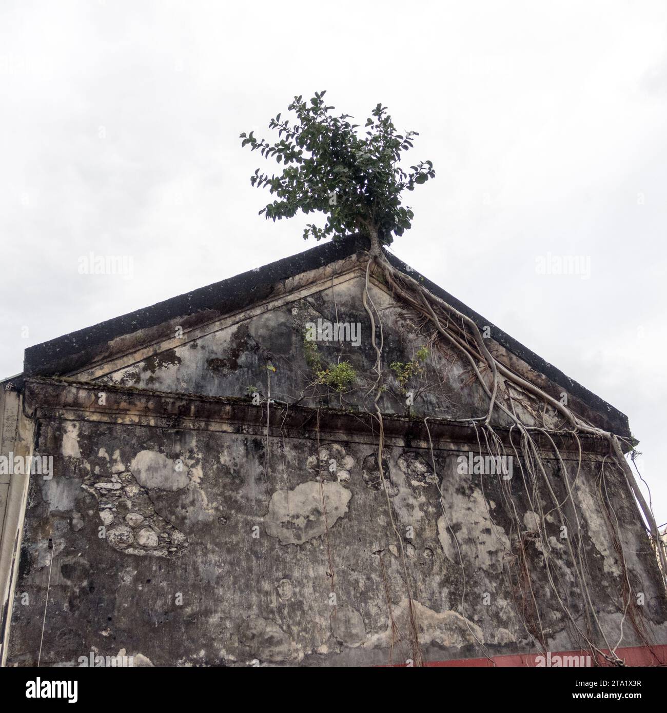 Faded Roots Faded wall to which a tree has attached its roots. Reunion Island ...