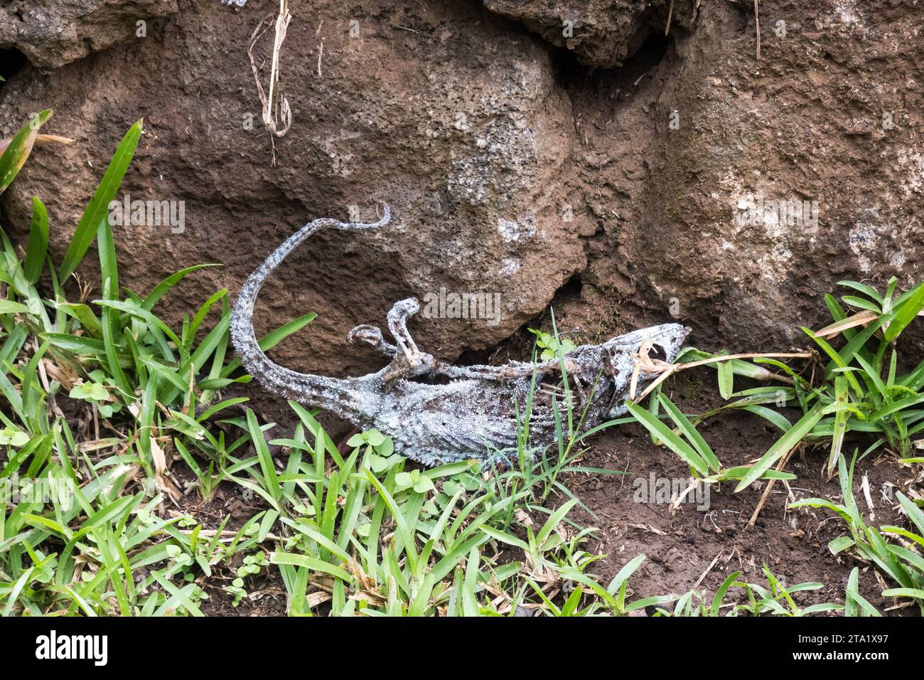 This chameleon died because someone photographed it with a flash. The chameleon become blind and died because it cannot find his way anymore., Reunion Stock Photo