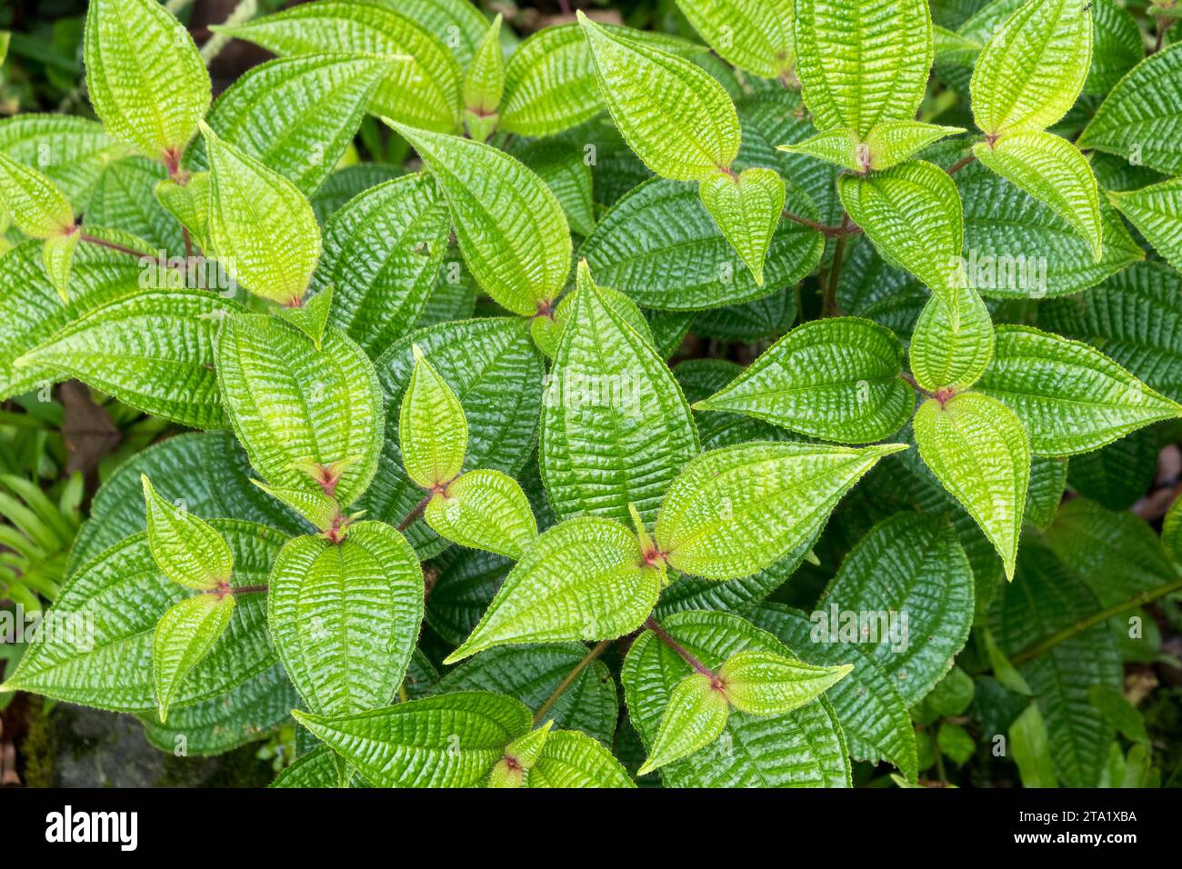 Miconia crenata (formerly Clidemia hirta) is a species of dicotyledonous plant in the family Melastomataceae, native to Central and South America.  It Stock Photo