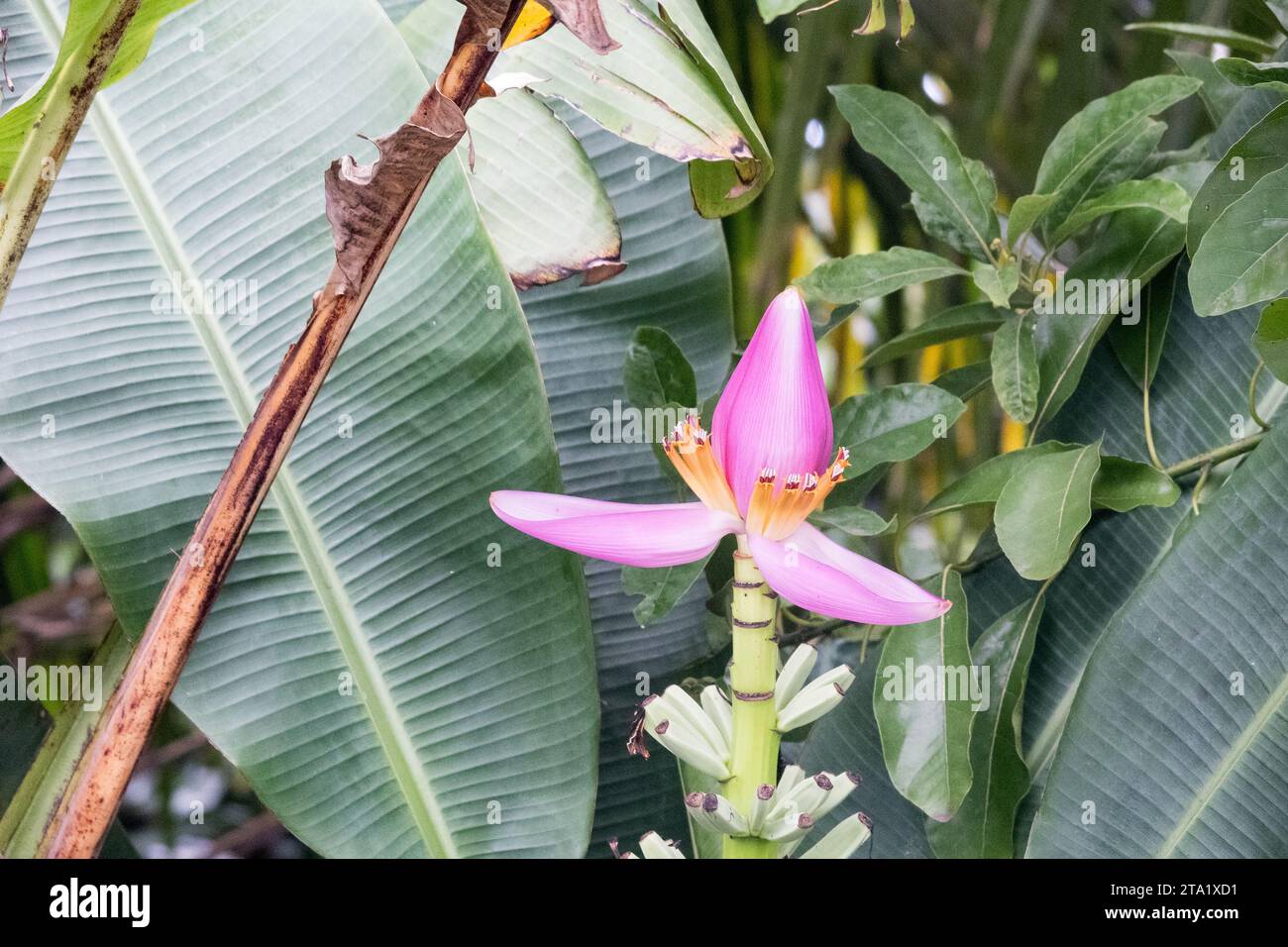 Musa ornata is a species of tropical plant of the genus Musa (Banana trees) native to Burma., Réunion, France. Stock Photo