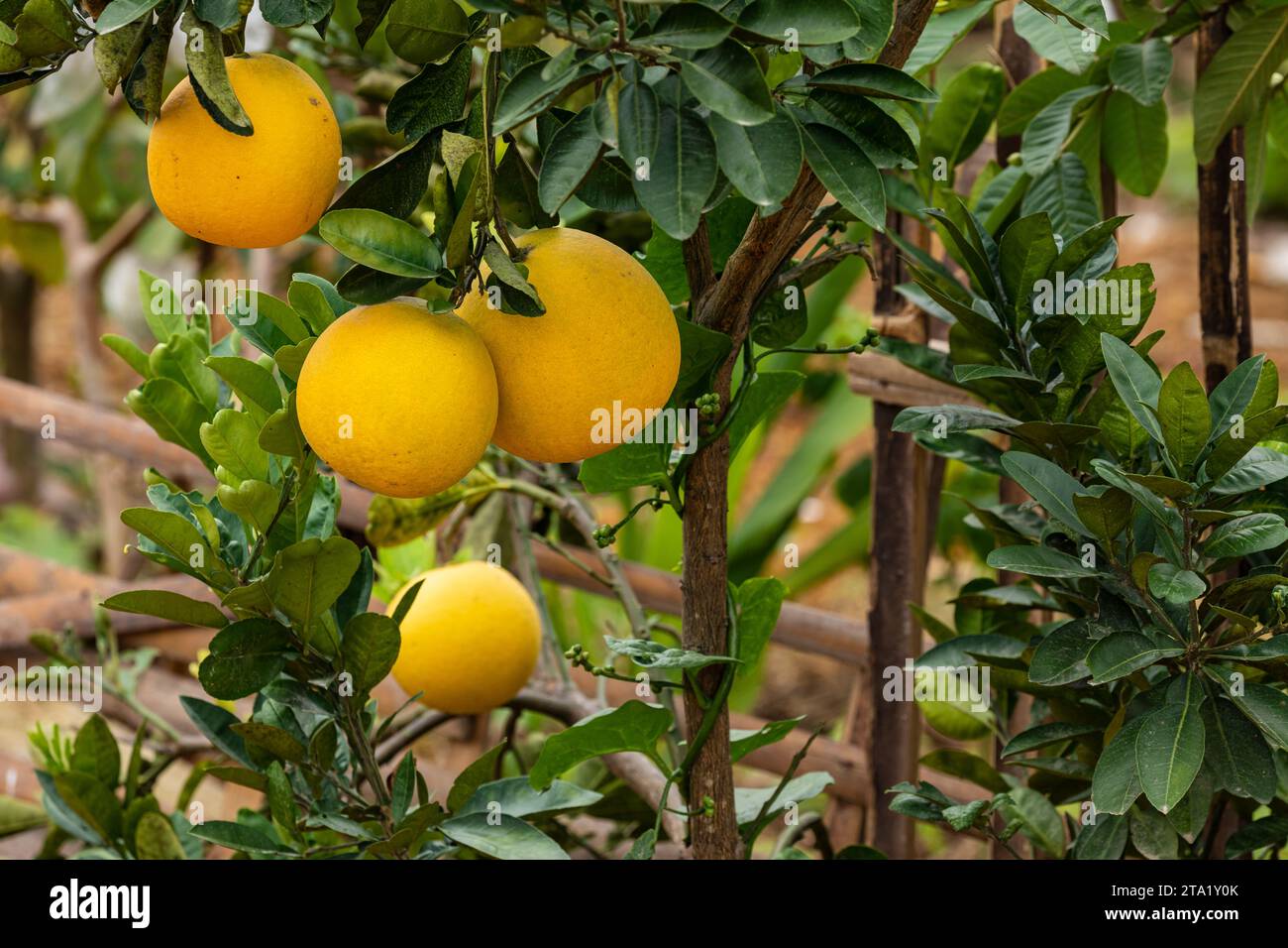 Tropic fruits hi-res stock photography and images - Alamy