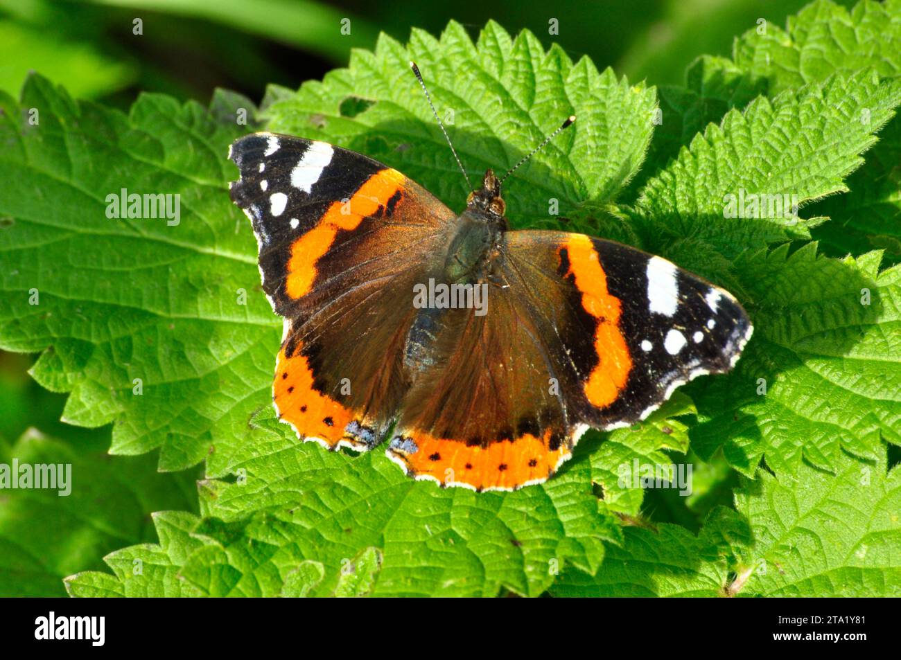 A Red Admiral 'Vanessa atalanta' basking in the autumn sunshine on a stinging nettle 'Urtica dioica' in a nature reserve on the Somerset Levels. Stock Photo