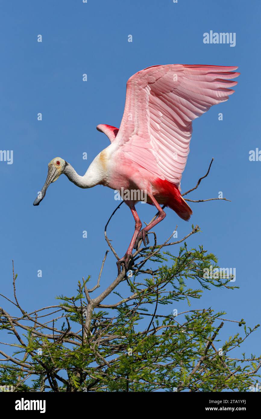 Graceful spoonbill hi-res stock photography and images - Alamy
