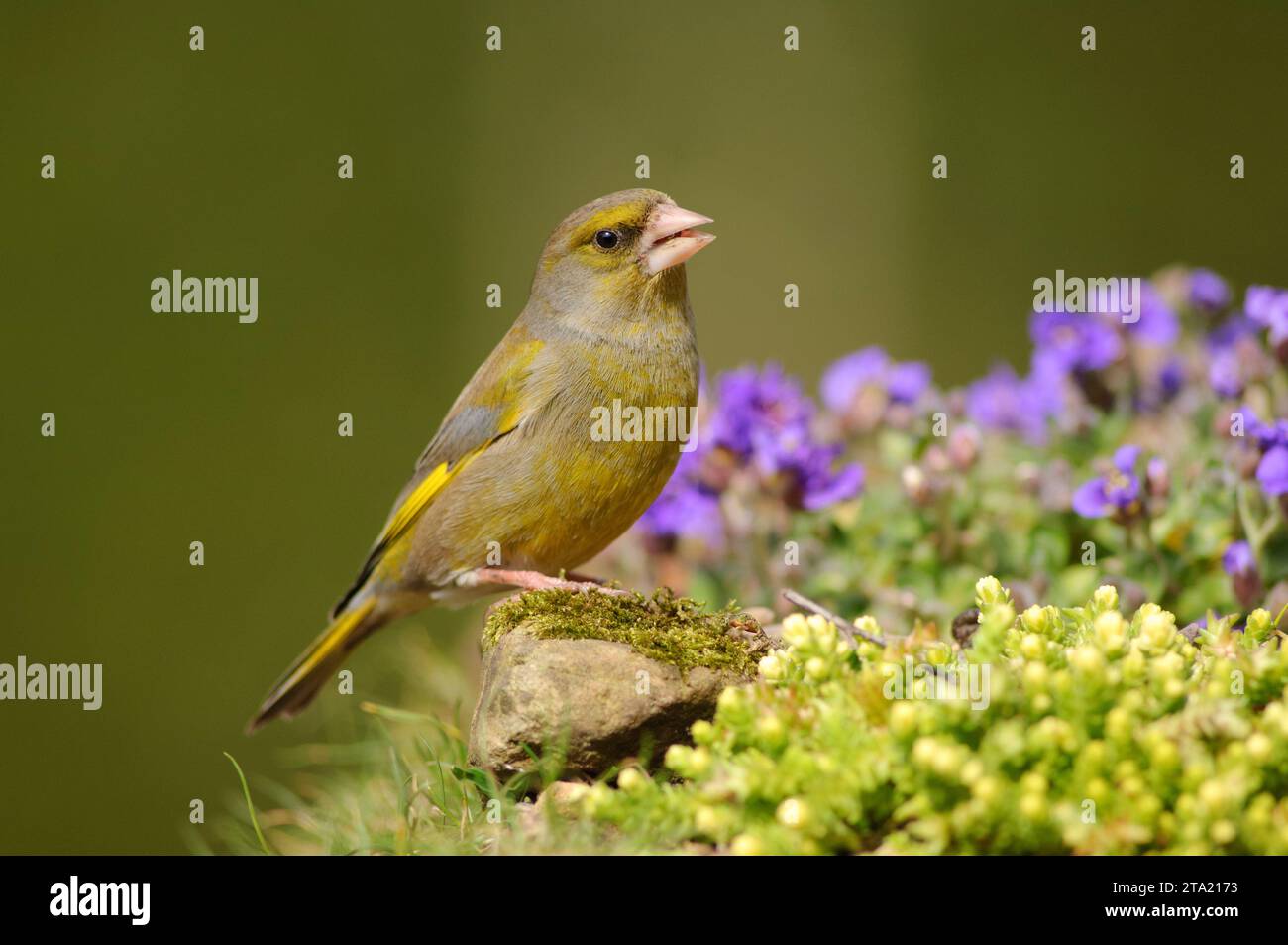 European greenfinch Carduelis chloris, male perched in garden flowers, County Durham, England, UK, April. Stock Photo