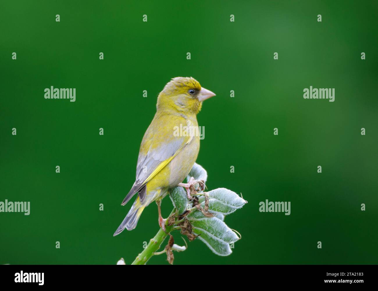 European greenfinch Carduelis chloris, male perched on lupin seedhead in garden, County Durham, England, UK, July. Stock Photo