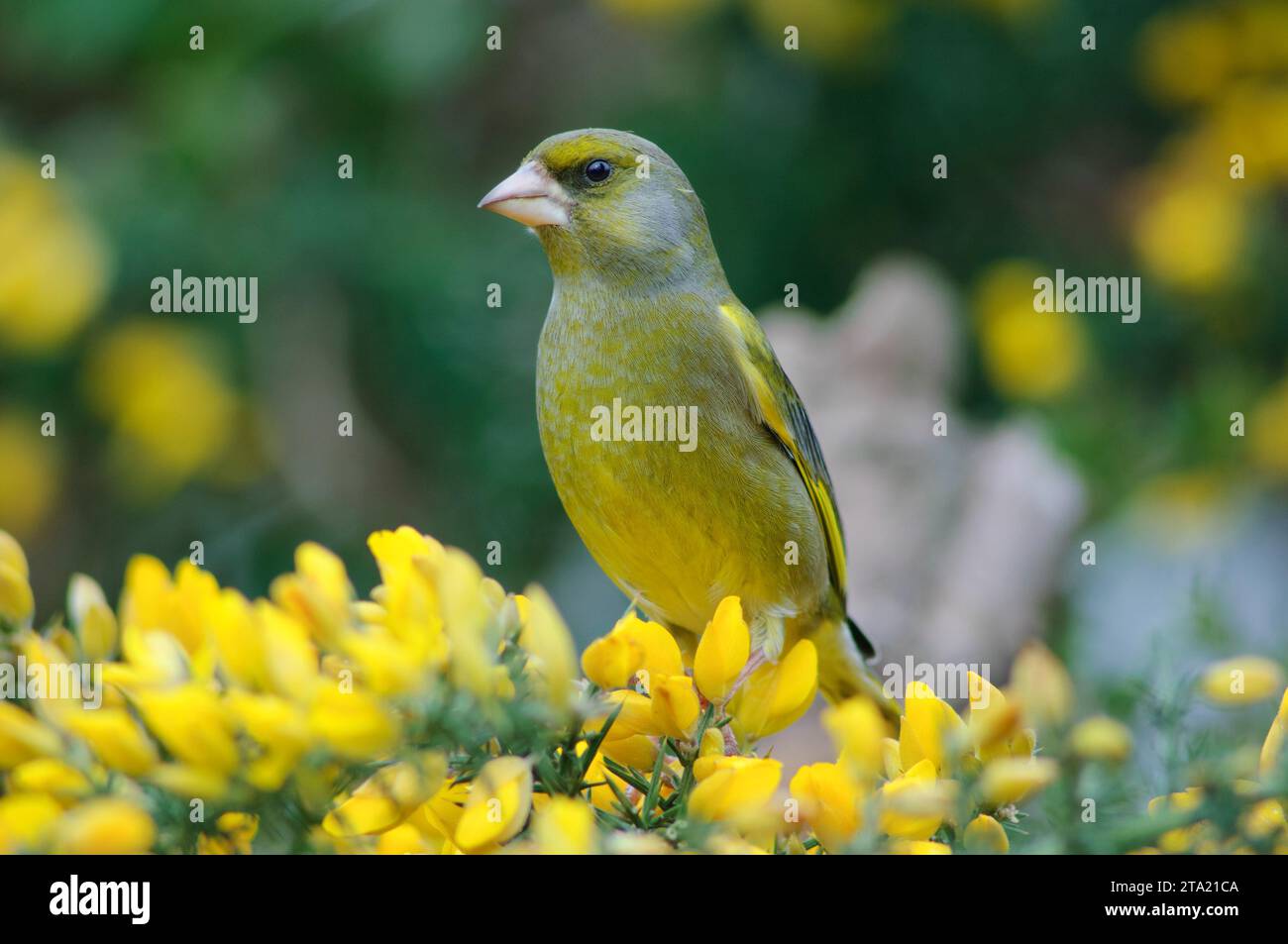 European greenfinch Carduelis chloris, male perched on flowering gorse bush, County Durham, England, UK, April. Stock Photo