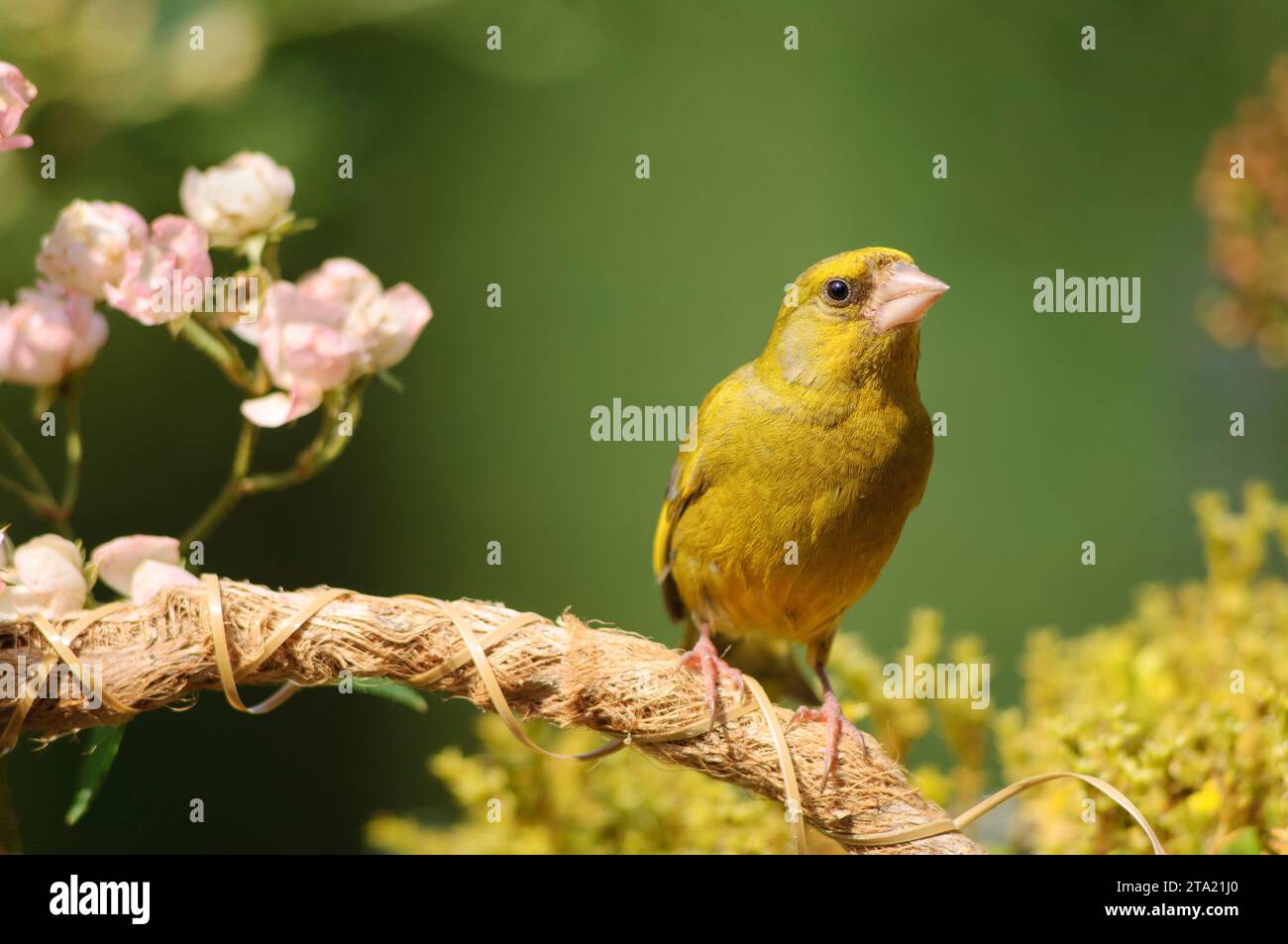 European greenfinch Carduelis chloris, male perched on basket handle in garden, County Durham, England, UK, August. Stock Photo