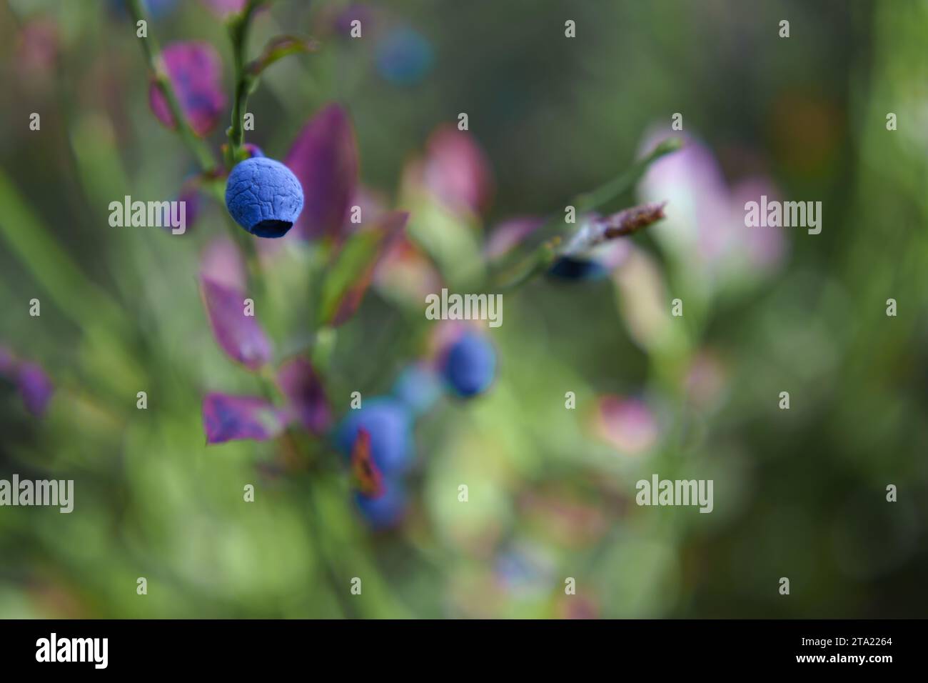 Ripe blueberries fruit macro close hi-res stock photography and images ...
