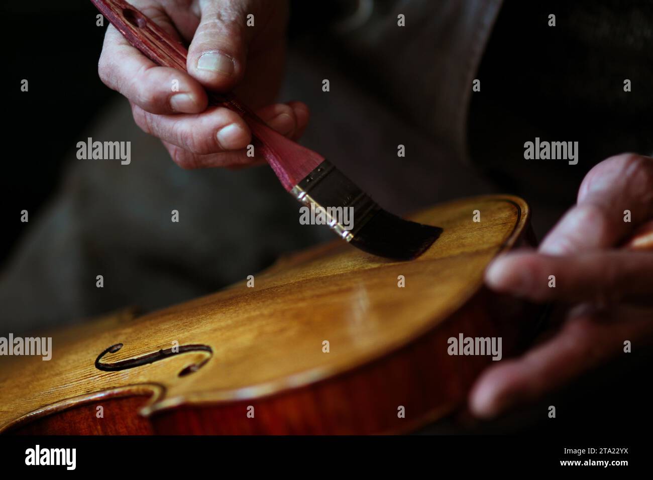 Senior expert violin maker luthier, wrinkled old hand varnish with