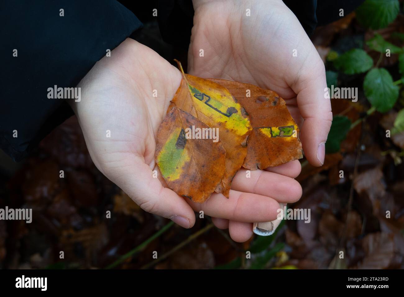 Stigmella Tityrella (no German name), green island in beech leaf of leaf blotch miner (Gracillariidae) in hand, Velbert, North Rhine-Westphalia Stock Photo