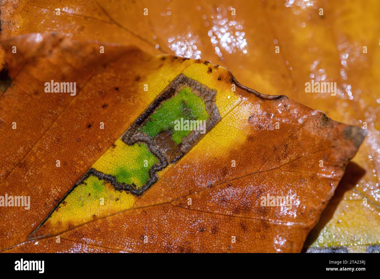 Stigmella Tityrella (no German name), green island in beech leaf of leaf blotch miner (Gracillariidae), Velbert, North Rhine-Westphalia, Germany Stock Photo