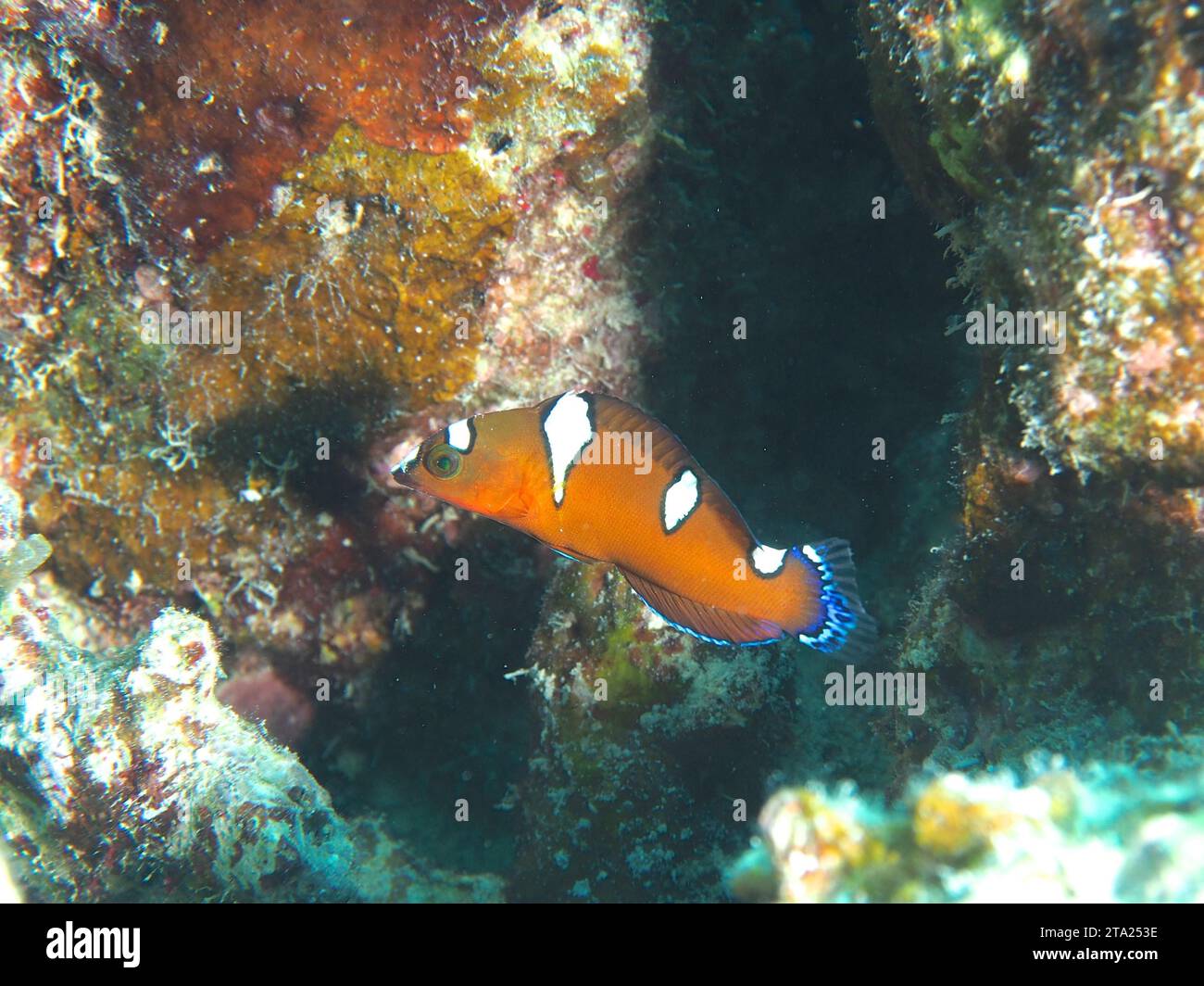 Juvenile Africa Junker (Coris cuvieri), dive site House Reef, Mangrove Bay, El Quesir, Red Sea, Egypt Stock Photo