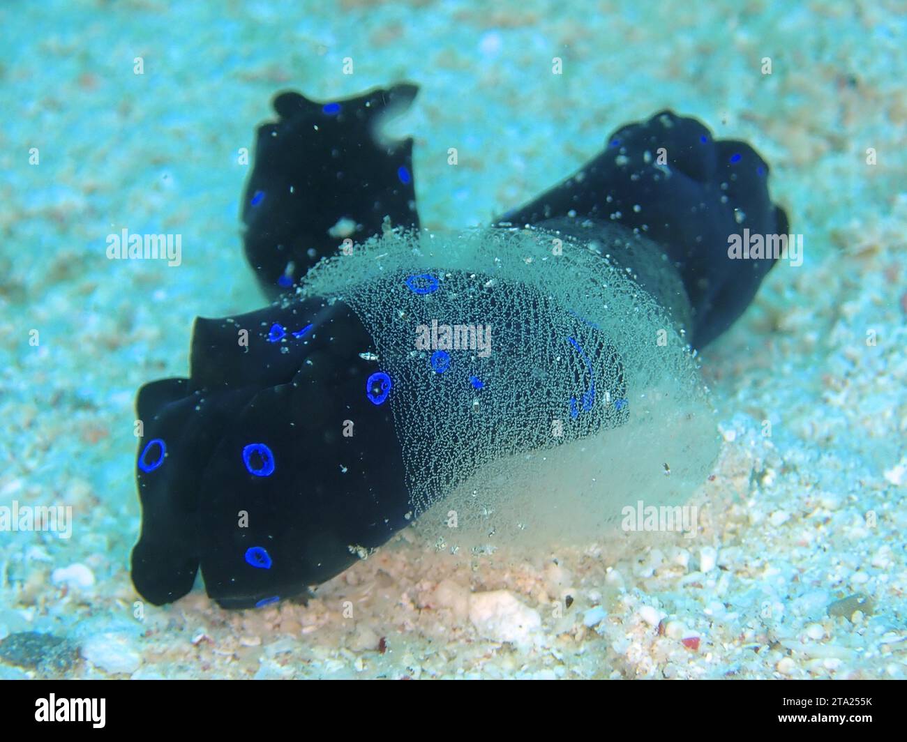 Two specimens of blue spotted head shield snail (Chelidonura livida) spawning. Dive site House Reef, Mangrove Bay, El Quesir, Red Sea, Egypt Stock Photo