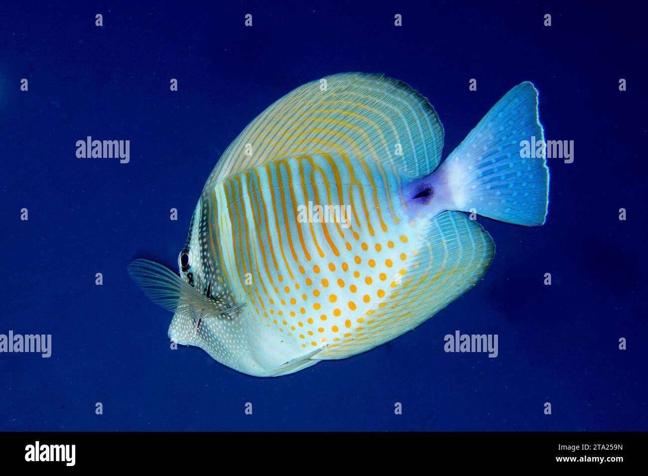 Desjardin's sailfin tang (Zebrasoma desjardinii), dive site House Reef, Mangrove Bay, El Quesir, Red Sea, Egypt Stock Photo