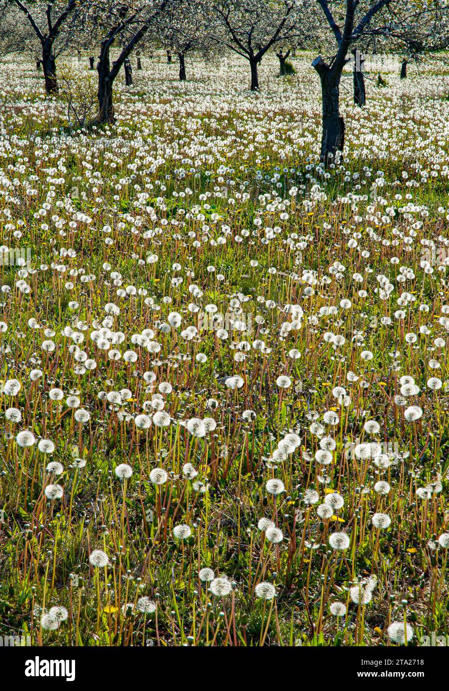 A fallow cherry orchard has been taken over by dandelions which have all gone to seed at the same time and are backlit in morning light, Door County, Stock Photo