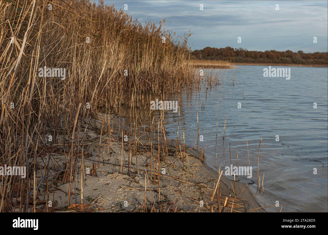 Serenity of the lakeside promenade hi-res stock photography and images ...