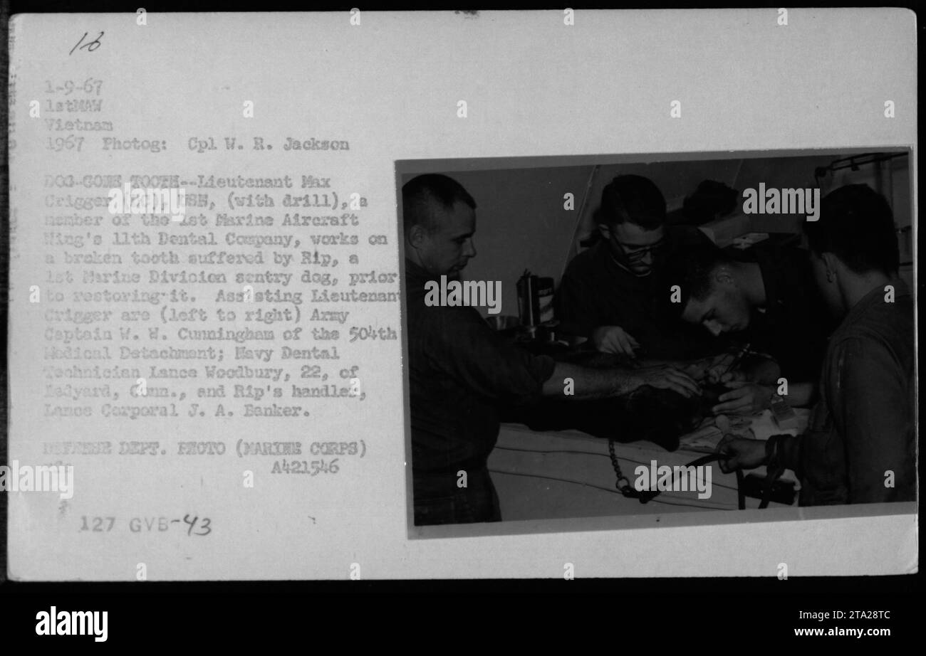 Veterinary medicine during the vietnam war hi-res stock photography and ...