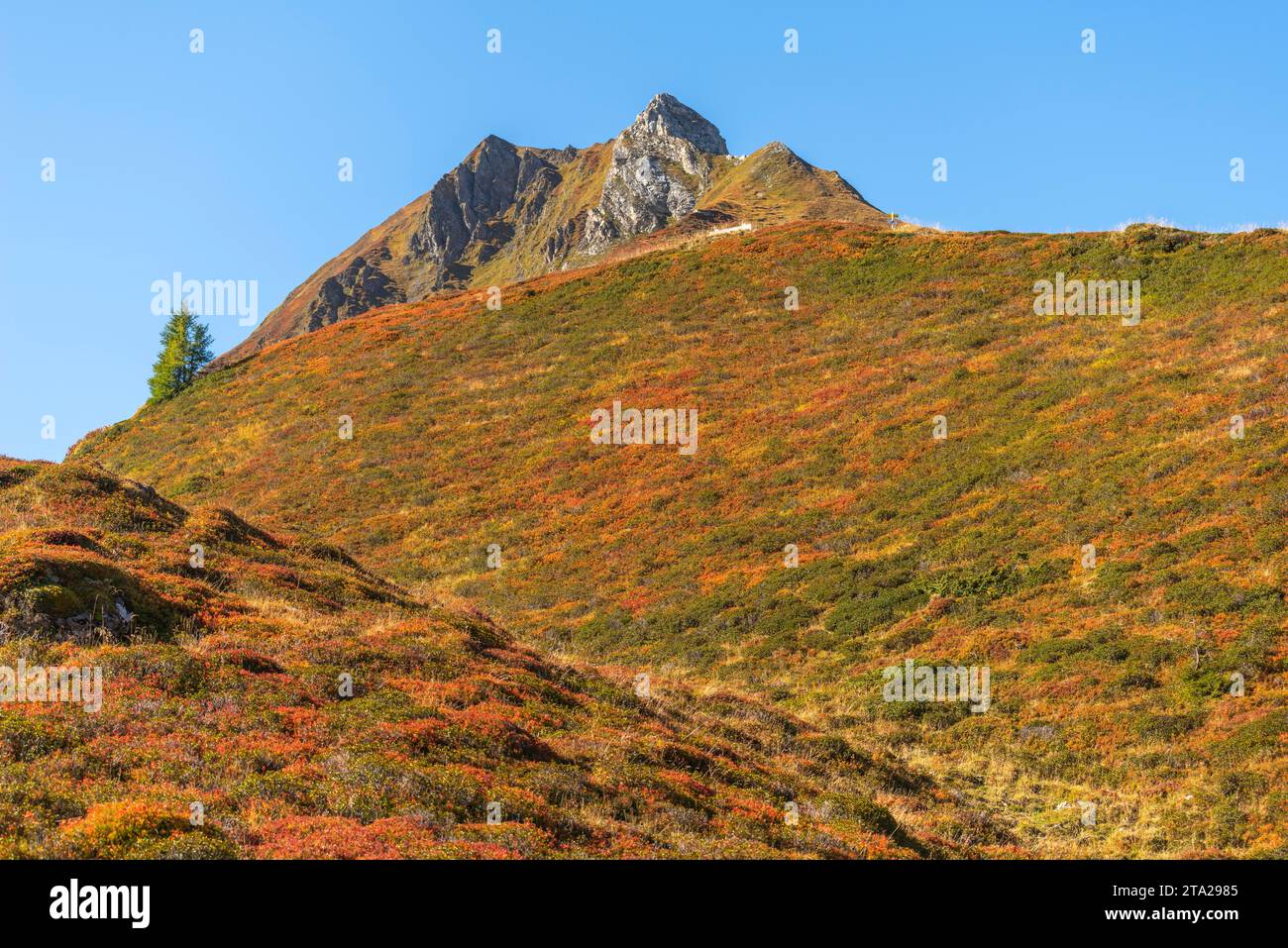 Autumnal red-coloured alpine bearberry (Arctostaphylos alpinus), heather plant, dwarf shrub, alpine vegetation at 2, 000 metres above sea level Stock Photo