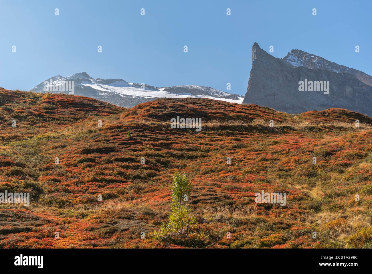 Autumnal red-coloured alpine bearberry (Arctostaphylos alpinus), heather plant, dwarf shrub, alpine vegetation at 2, 000 metres above sea level Stock Photo