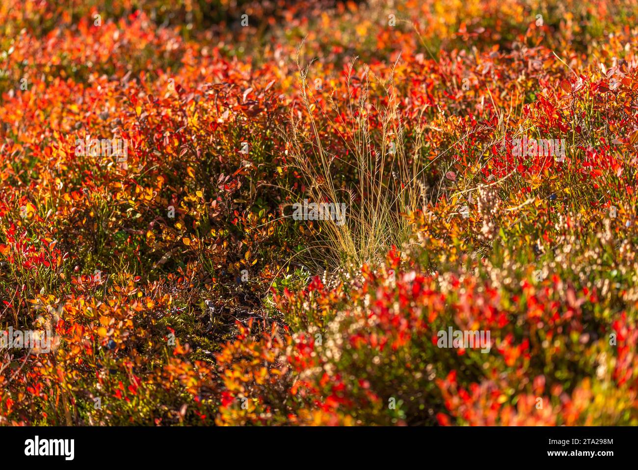 Autumnal red-coloured alpine bearberry (Arctostaphylos alpinus), heather plant, dwarf shrub, grasses, alpine vegetation at 2, 000 metres above sea Stock Photo