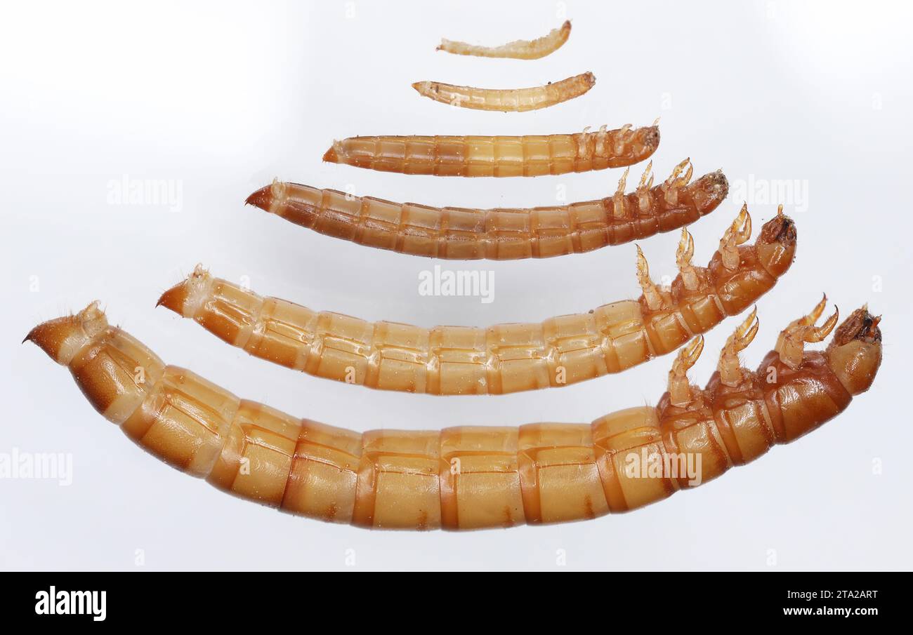 Yellow mealworm Tenebrio molitor beetle larva from small to adult larvae before transforming