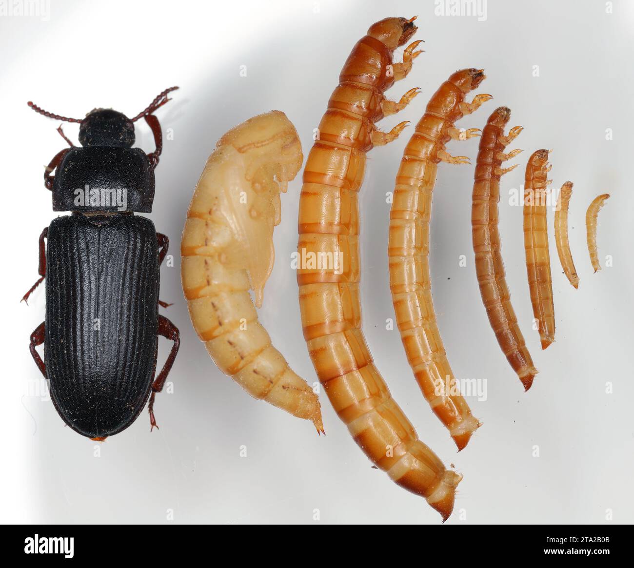 Mealworm Tenebrio molitor. Aadult beetle, pupa and larva at different
