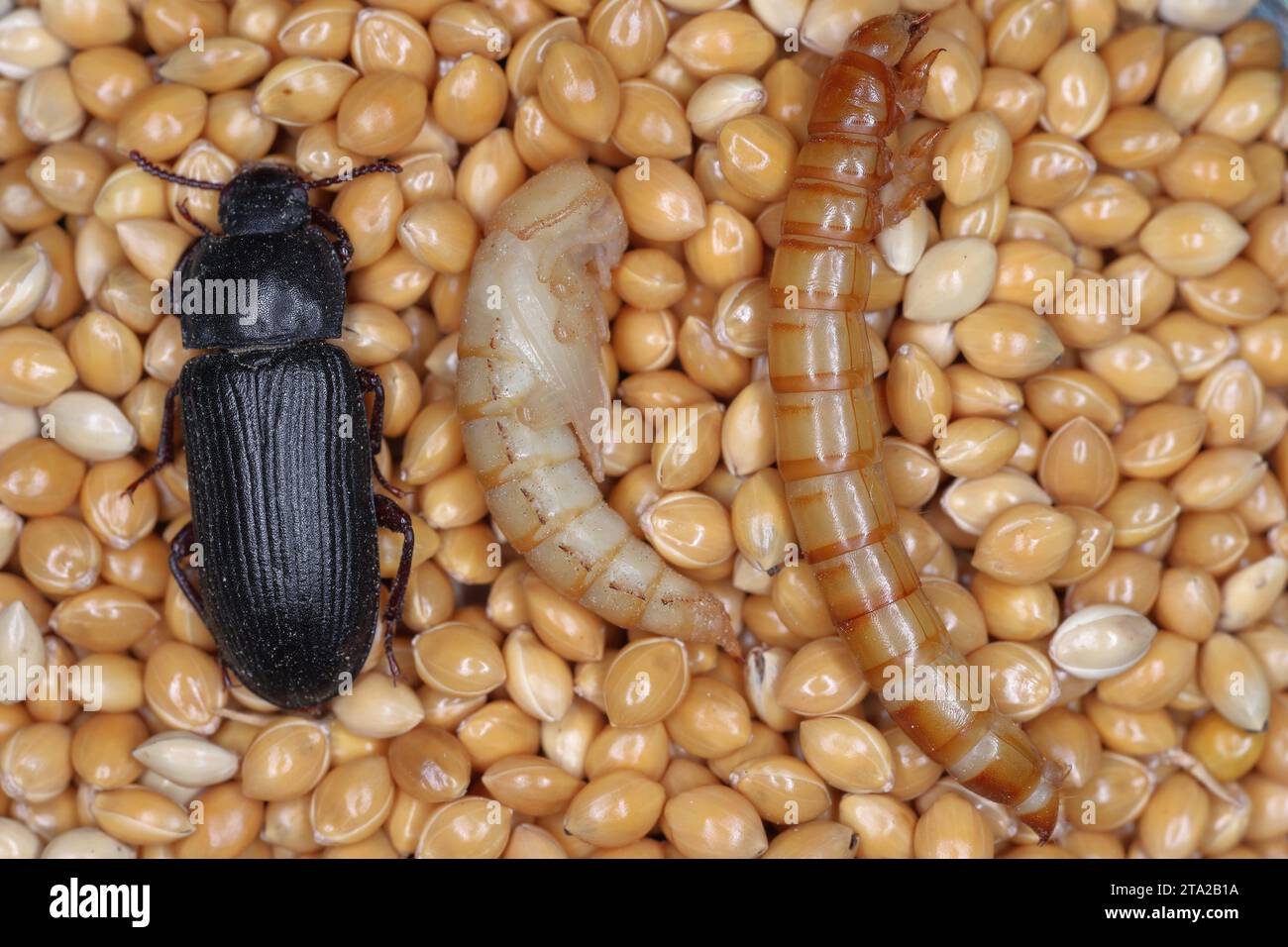 Adult darkling beetle and larva mealworm hires stock photography and