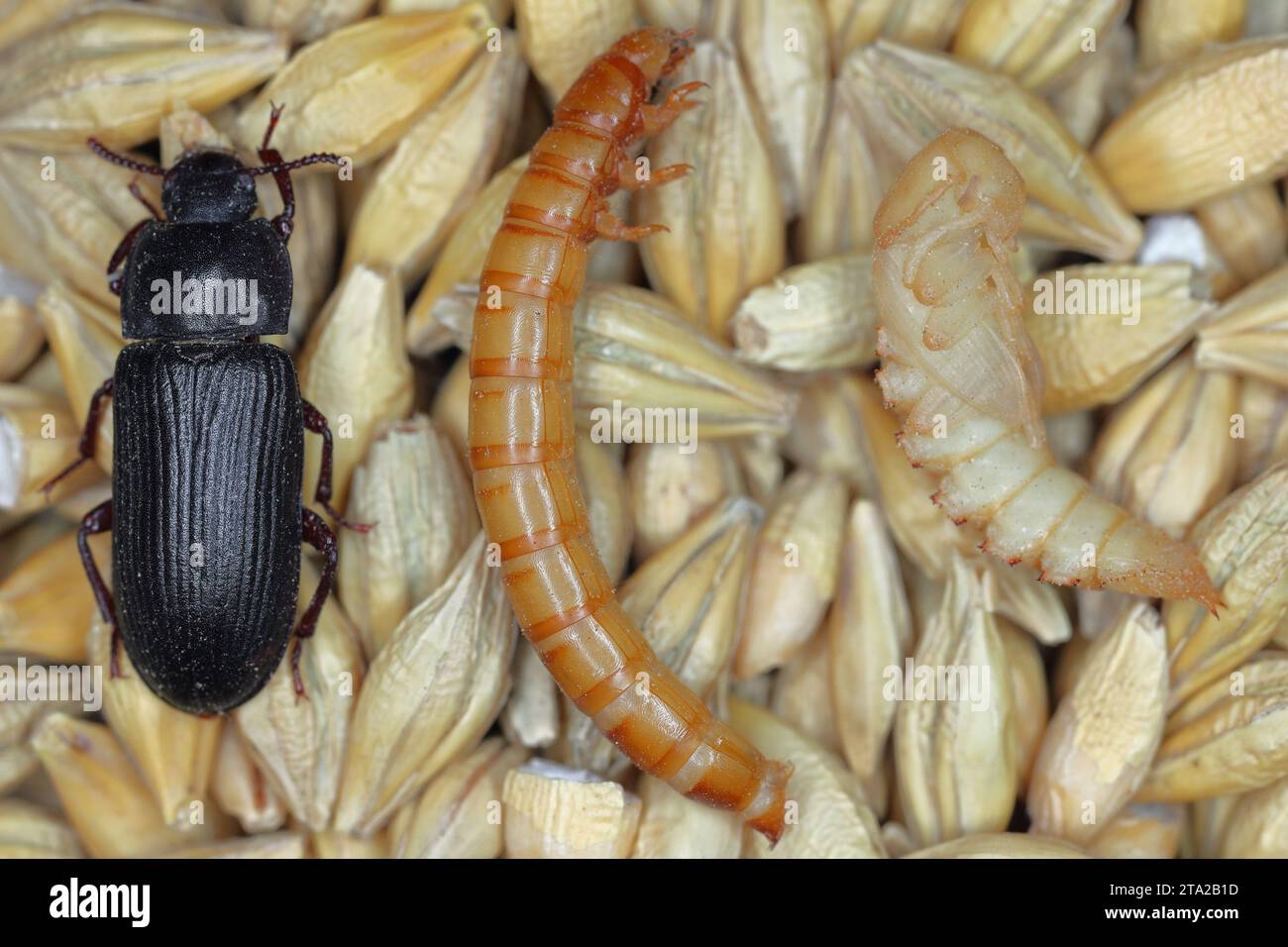 Yellow mealworm Tenebrio molitor, storage pest. Aadult beetle, larva and pupa on barley grain