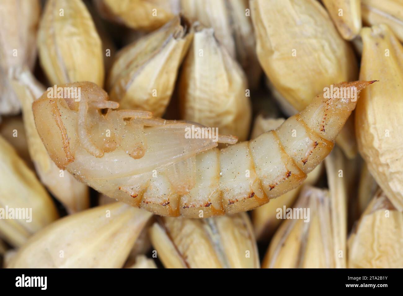 Yellow mealworm -Tenebrio molitor, pupa of insect storage pest on ...