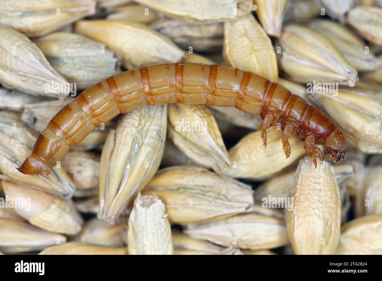 Yellow mealworm Tenebrio molitor beetle larva on barley grain. Stock Photo