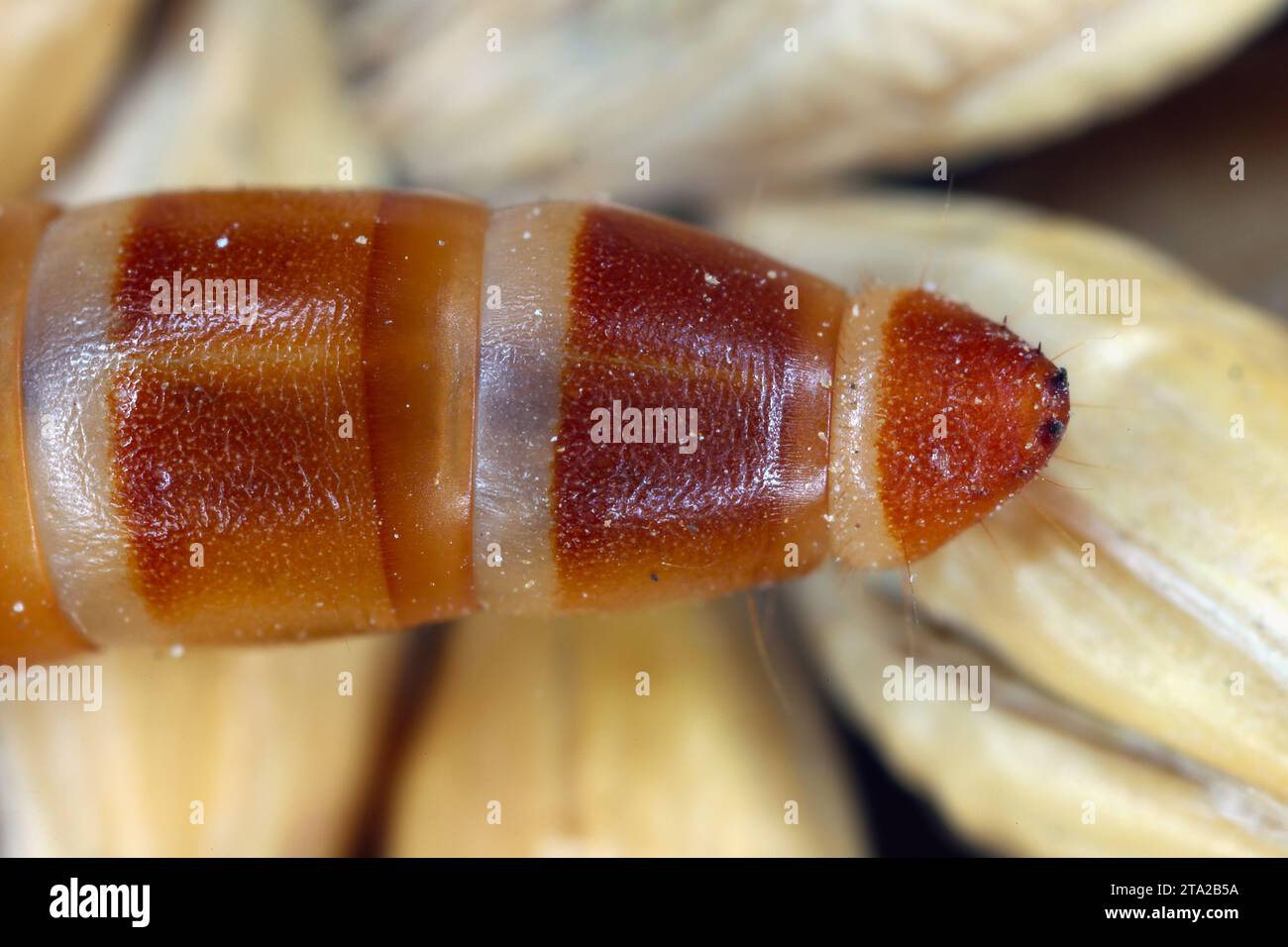 Mealworm Beetle larva Tenebrio molitor, body end with distinctive teeth and spikes on